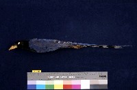 藏品(臺灣藍鵲)的圖片